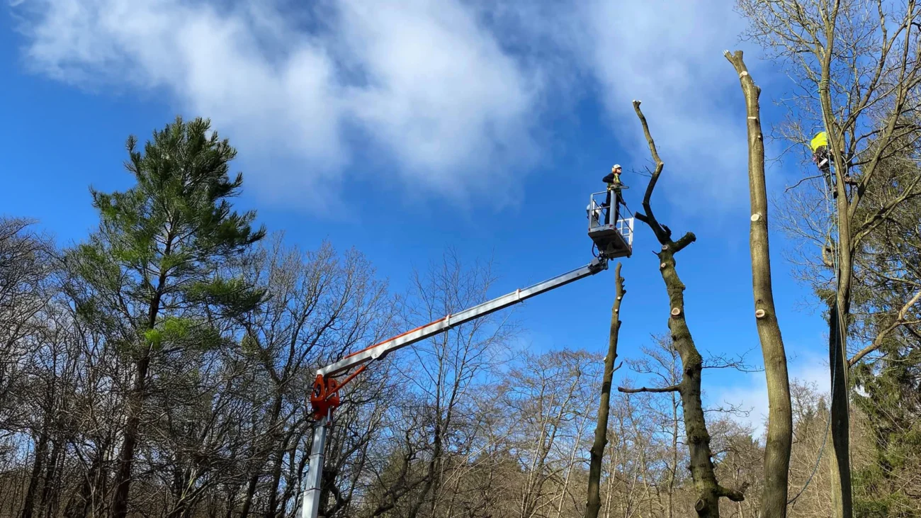 Tree Services Norfolk