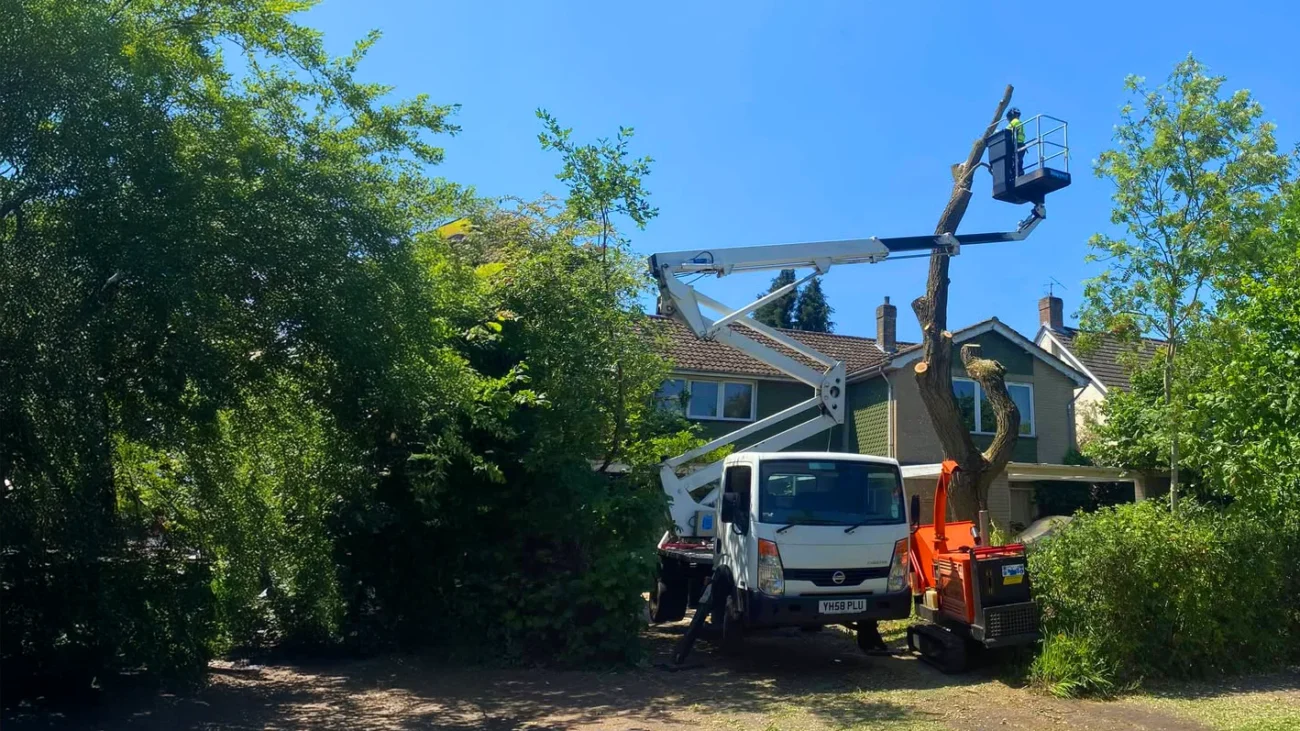 Tree Services Norwich